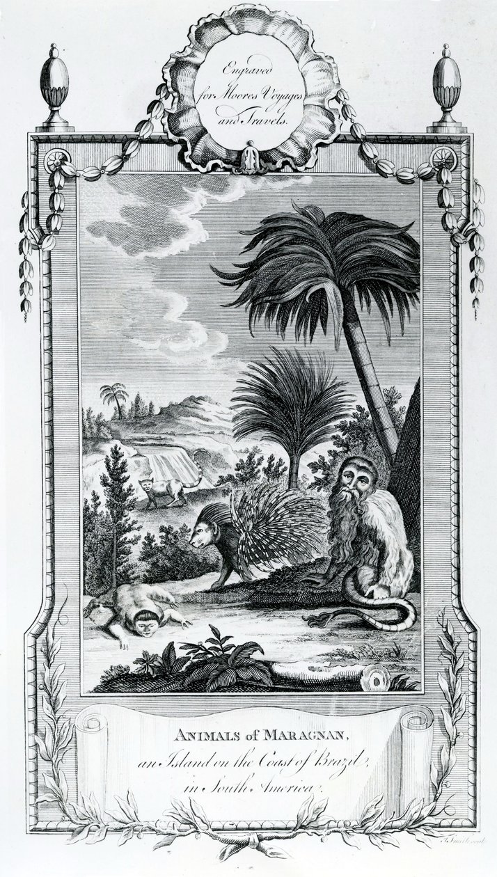 मारगानन के जानवर, मूरेस वॉयज एंड ट्रैवल्स, 1778 से लिया गया चित्रण द्वारा अंग्रेजी स्कूल