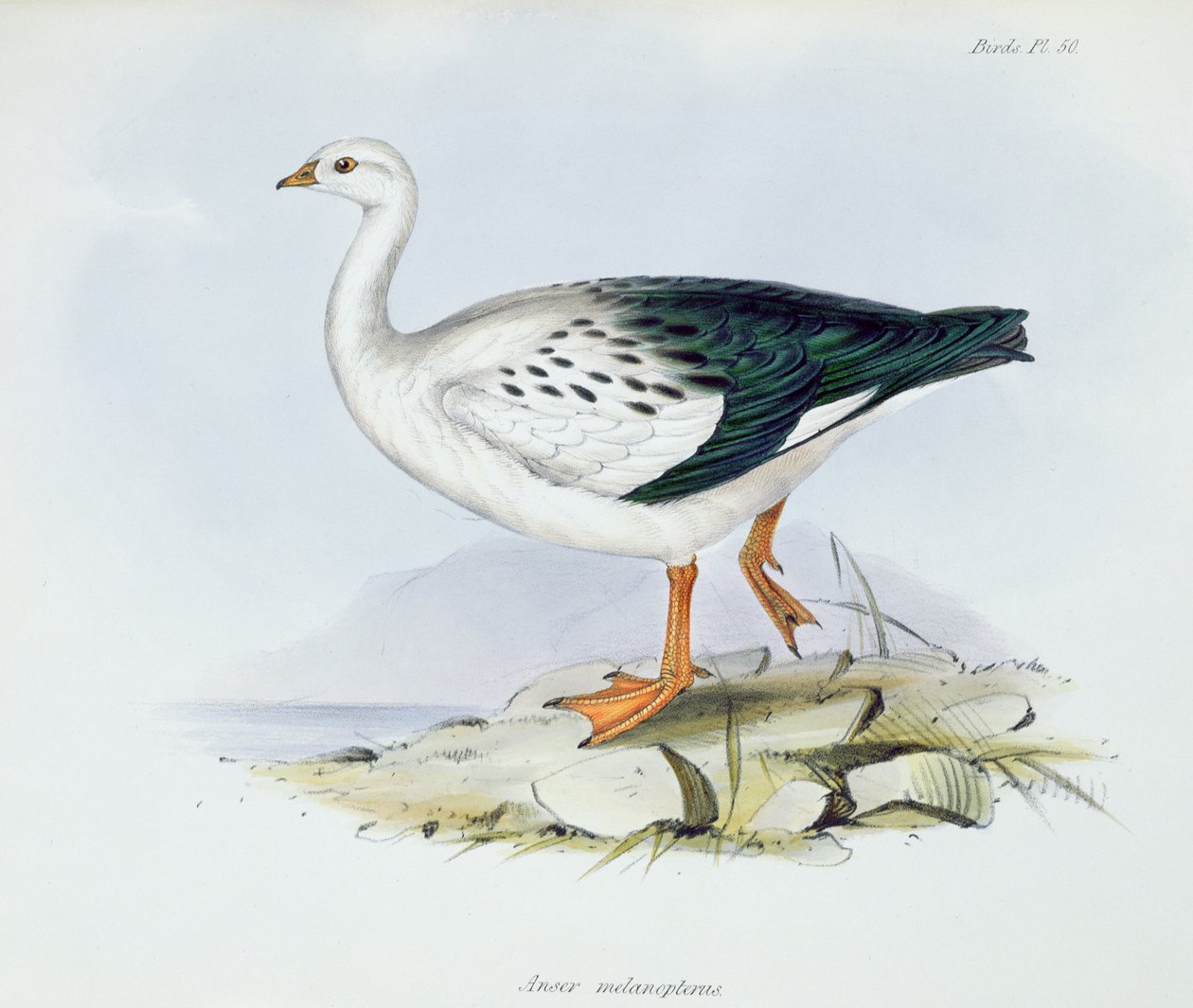 चार्ल्स डार्विन (1809-92), 1840 में एचएमएस बीगल की यात्रा के जूलॉजी से एंसर मेलानोप्टेरस, 1840 द्वारा अंग्रेजी स्कूल
