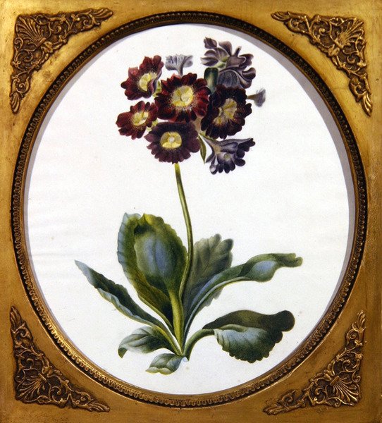 औरिकुला, c.1850 (कागज पर पानी के रंग का) द्वारा अंग्रेजी स्कूल