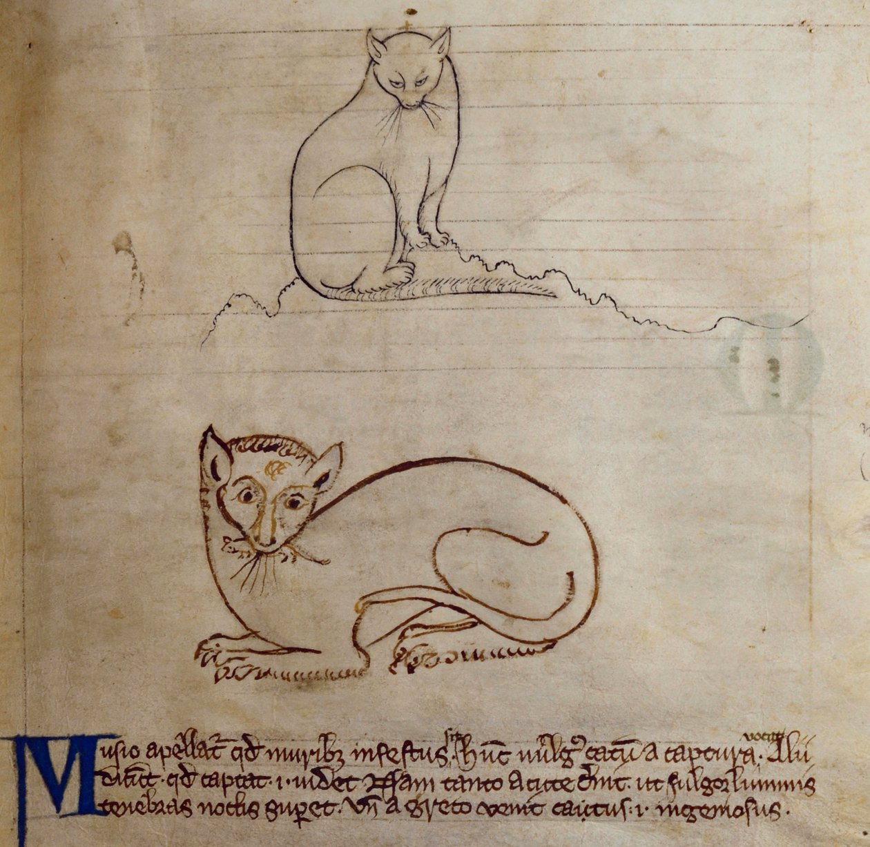 सीसीए-लिटमस - डी - 10 फॉल। 11r बिल्ली, Bestiary से द्वारा अंग्रेजी स्कूल