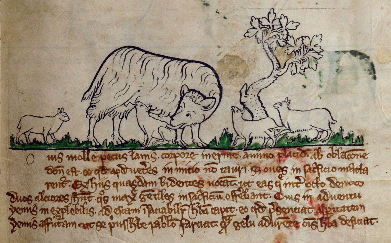 सीसीए-लिटमस - डी - 10 फॉल। 8r भेड़, Bestiary से द्वारा अंग्रेजी स्कूल