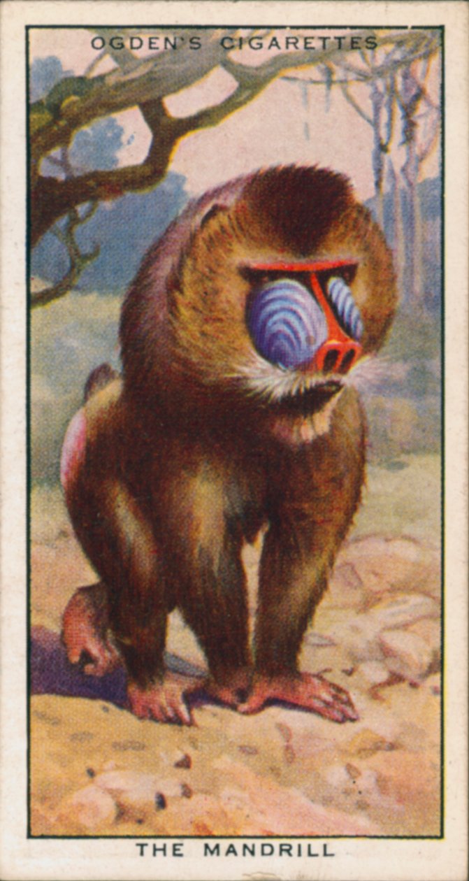  द्वारा अंग्रेजी स्कूल