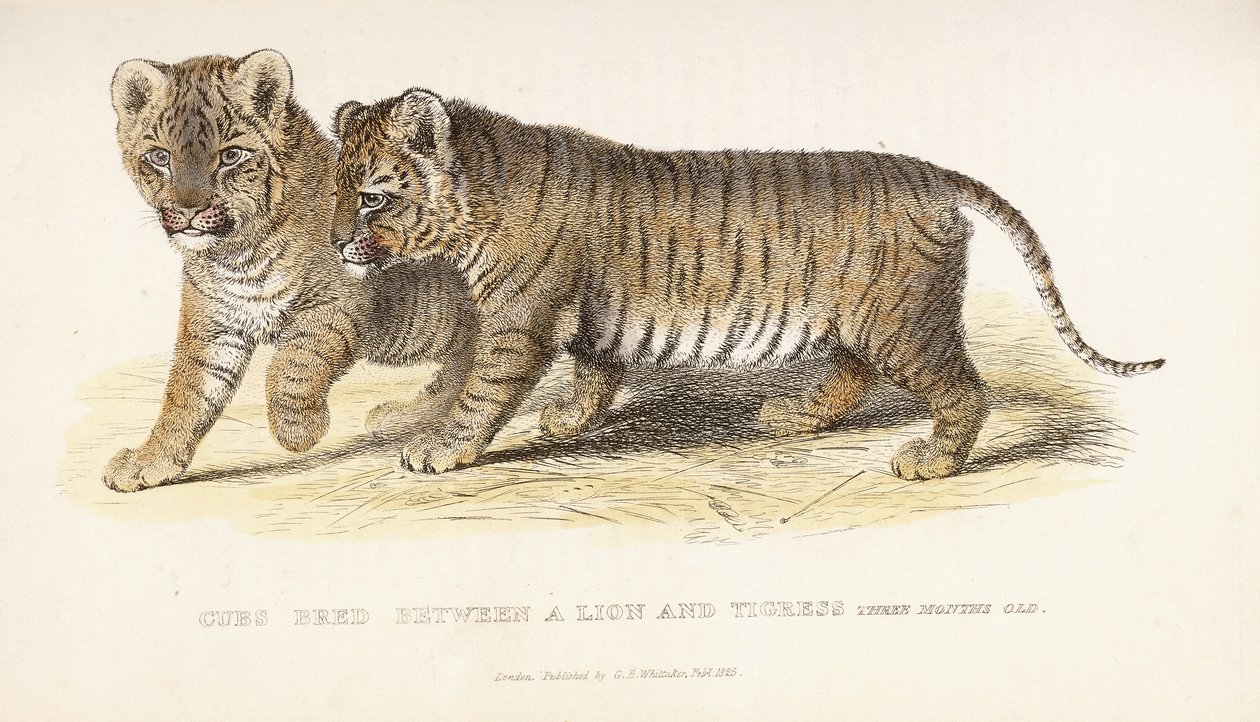 शावक तीन महीने की उम्र, 1827-1835 के बीच एक शेर और बाघिन के बीच बंध गया द्वारा अंग्रेजी स्कूल