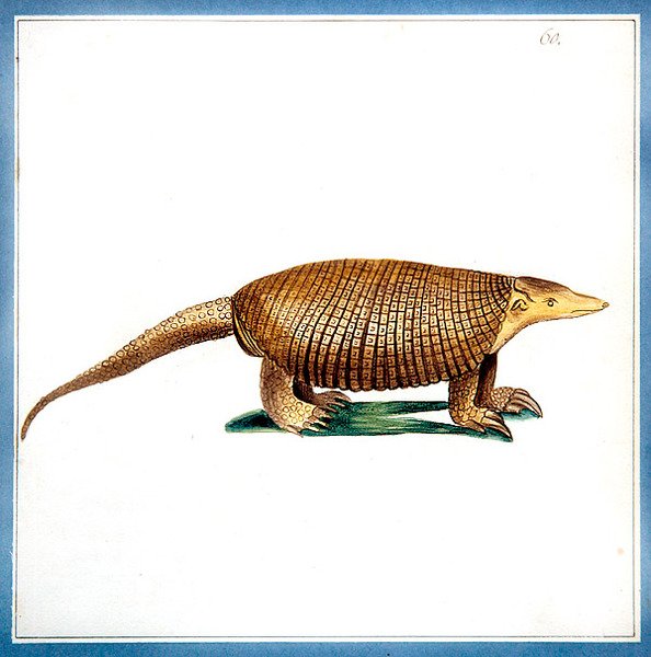 डेसीपस आर्मडिलो, c.1810 (कागज पर पानी के रंग का) द्वारा अंग्रेजी स्कूल