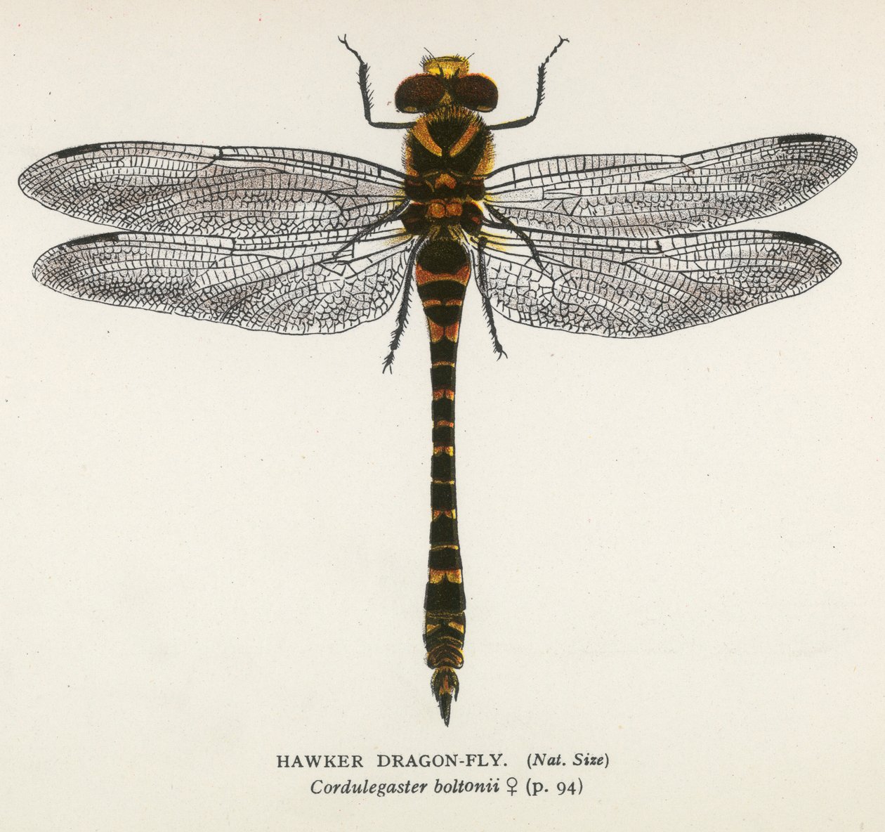  द्वारा अंग्रेजी स्कूल