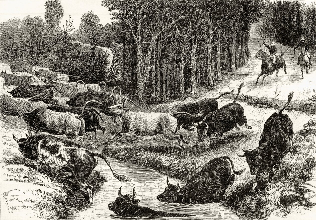 ऑस्ट्रेलिया में ड्राइविंग मवेशी, c.1880, हावर्ड विलोबी द्वारा &39;ऑस्ट्रेलियन पिक्चर्स&39; से, धार्मिक ट्रैक्ट सोसायटी, लंदन, 1886 द्वारा प्रकाशित द्वारा अंग्रेजी स्कूल