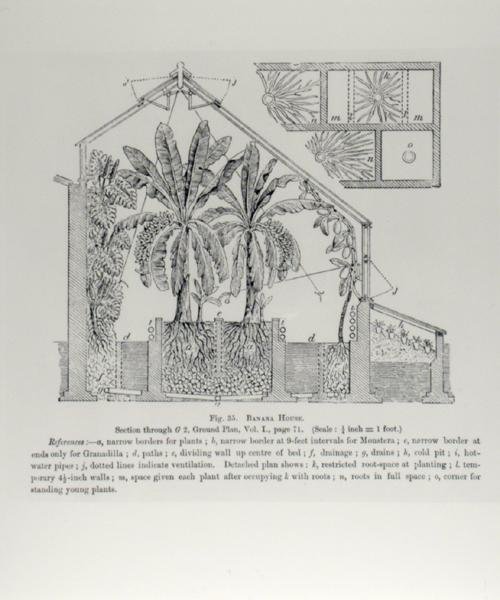 जॉन राइट द्वारा 'द फ्रूट ग्रोअर्स गाइड' से एक ग्रीनहाउस की ऊंचाई, c.1897-1905 प्रकाशित (उत्कीर्णन) (b/w फोटो) द्वारा अंग्रेजी स्कूल