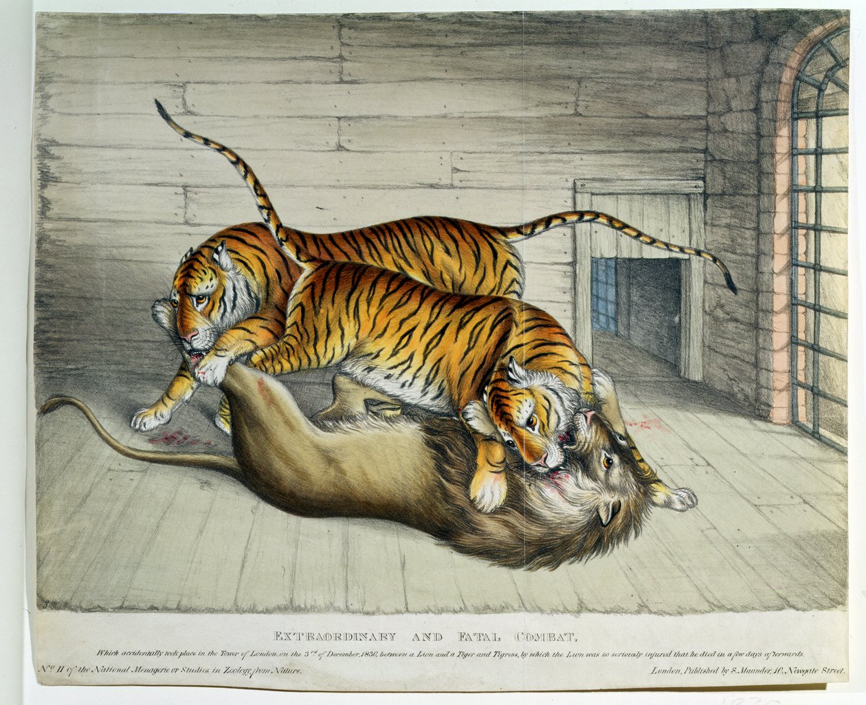 असाधारण और घातक मुकाबला, 1830 (रंगीन लिथो) द्वारा अंग्रेजी स्कूल