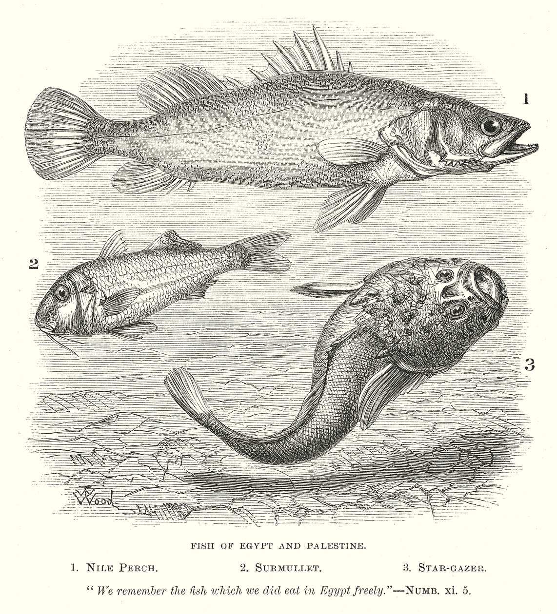  द्वारा अंग्रेजी स्कूल
