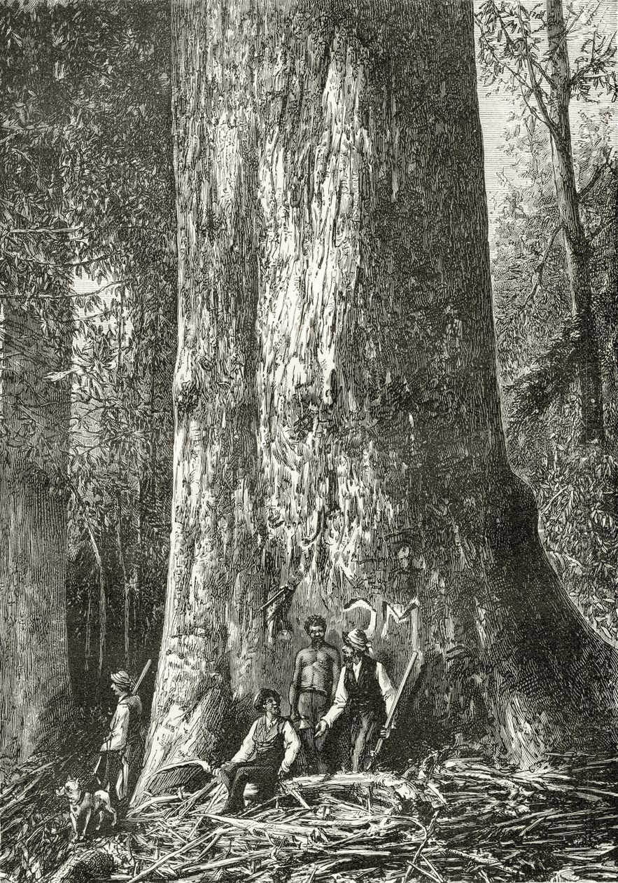 विशाल ट्रिम ट्री, c.1880, हावर्ड विलोबी द्वारा &39;ऑस्ट्रेलियन पिक्चर्स&39; से, धार्मिक ट्रैक्ट सोसायटी, लंदन, 1886 द्वारा प्रकाशित द्वारा अंग्रेजी स्कूल