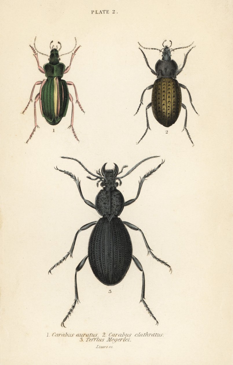 गोल्डन ग्राउंड बीटल, कैरबस ऑराटस 1, ग्राउंड बीटल, कैरबस क्लैथ्रैटस 2, और लार्ज ब्लैक ग्राउंड बीटल, टेफ्लस मेगेरली द्वारा अंग्रेजी स्कूल