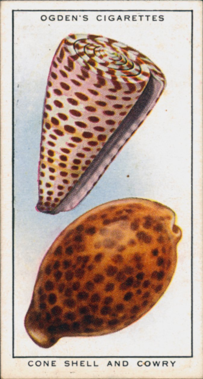  द्वारा अंग्रेजी स्कूल