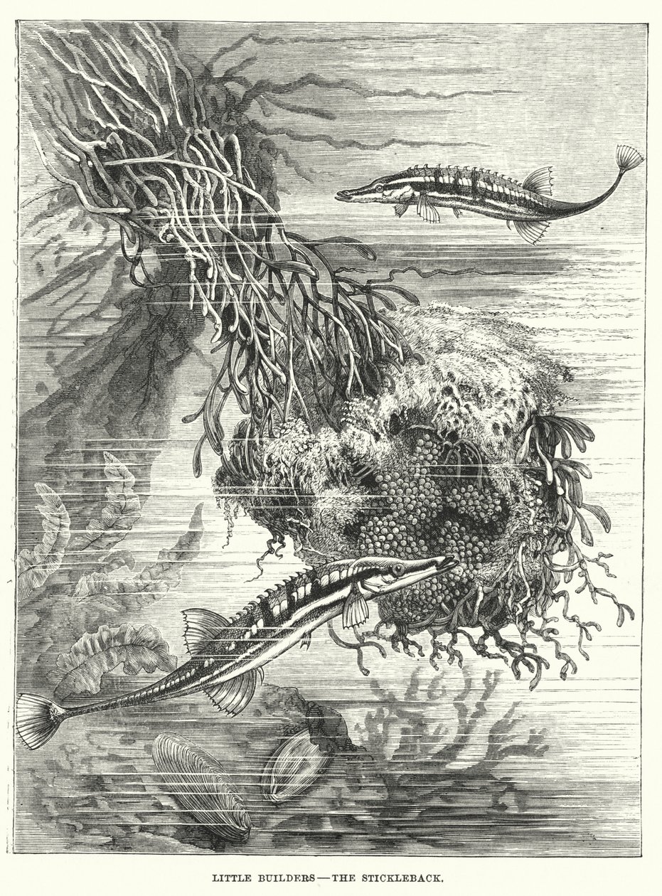  द्वारा अंग्रेजी स्कूल