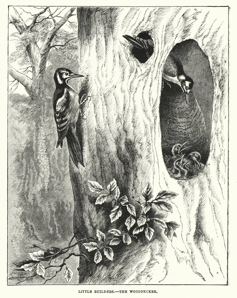  द्वारा अंग्रेजी स्कूल