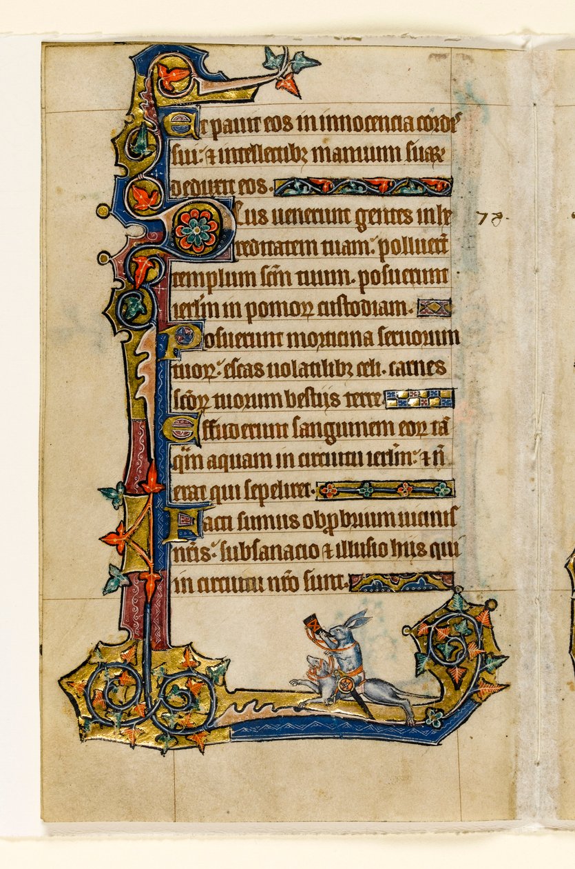 एमएस 1-2005, फोल। 115v: एक खरगोश की सवारी, शिकार, शिकार, सीमांत क्षेत्र के Psalter, सीरम का उपयोग, पूर्वी एंग्लिया, सी .1330 से सीमांत सजावट द्वारा अंग्रेजी स्कूल
