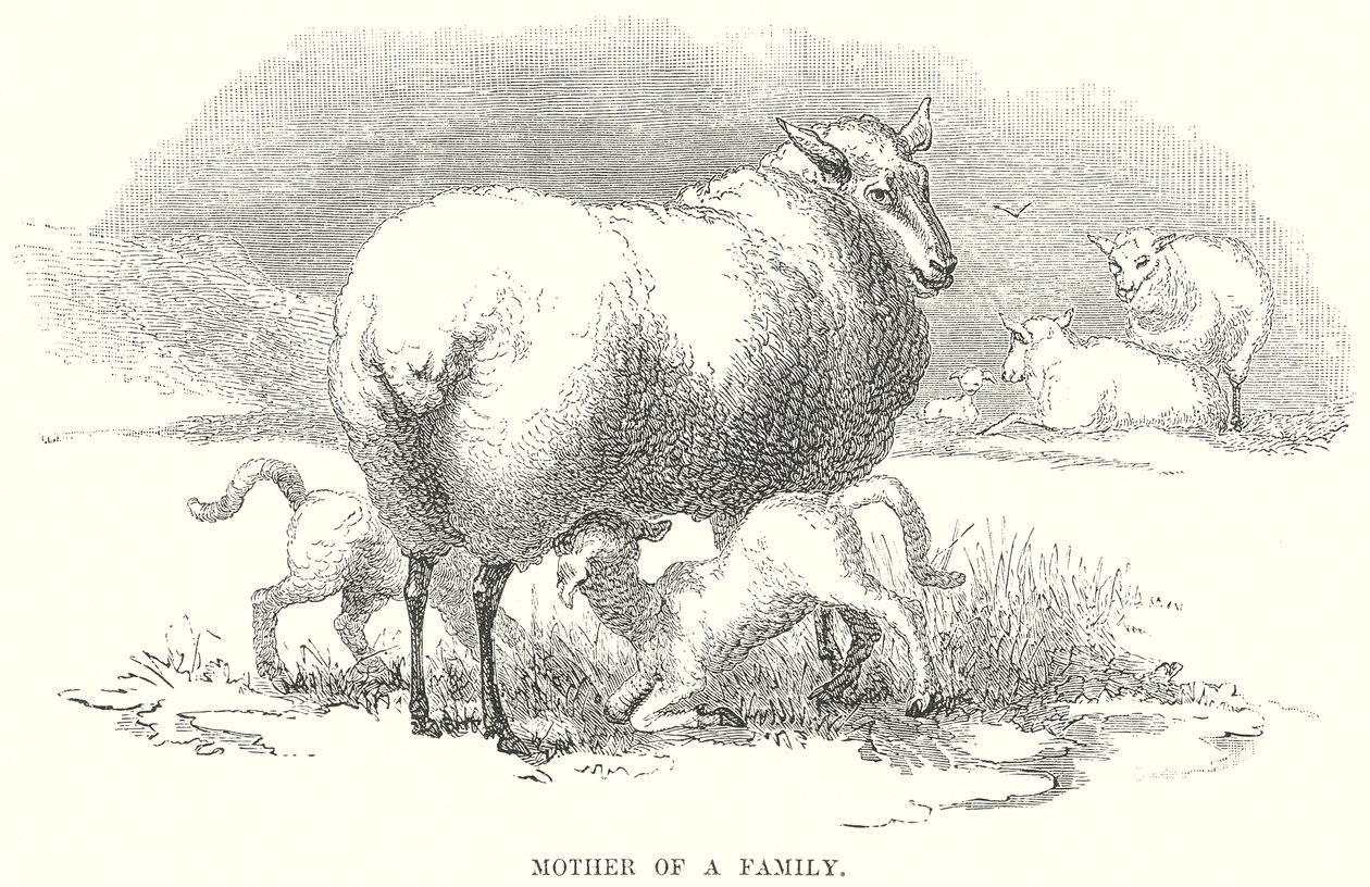  द्वारा अंग्रेजी स्कूल