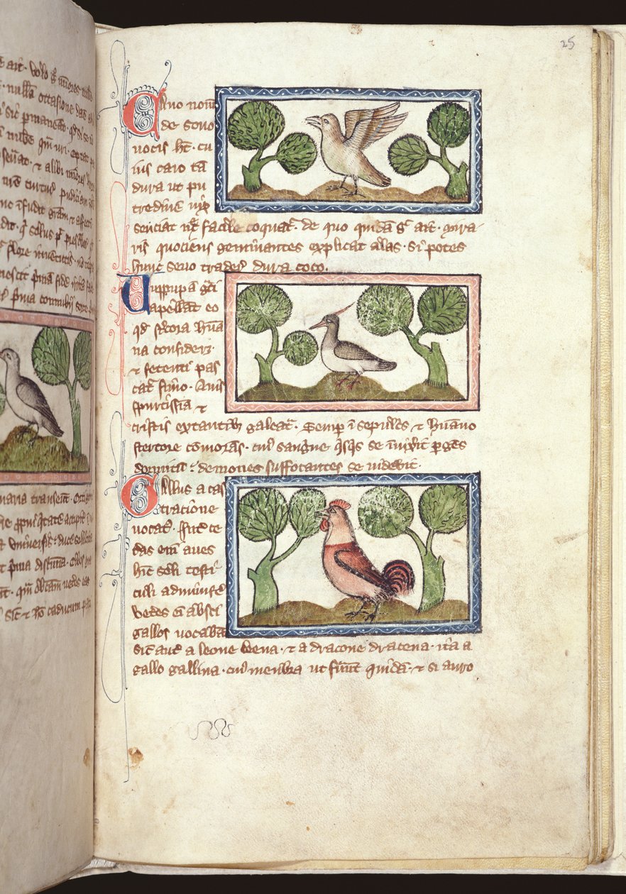 सुश्री 379, f.25r: एक बेस्टियरी से 14 वीं सदी (चर्मपत्र) में जमीन पर तीन पक्षी द्वारा अंग्रेजी स्कूल