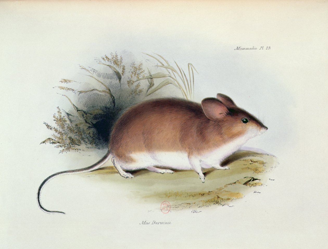 मुस डार्विनी, एचएमएस बीगल के जूलॉजी का चित्रण, 1832-36, चार्ल्स डार्विन (1809-92), 1840 द्वारा द्वारा अंग्रेजी स्कूल