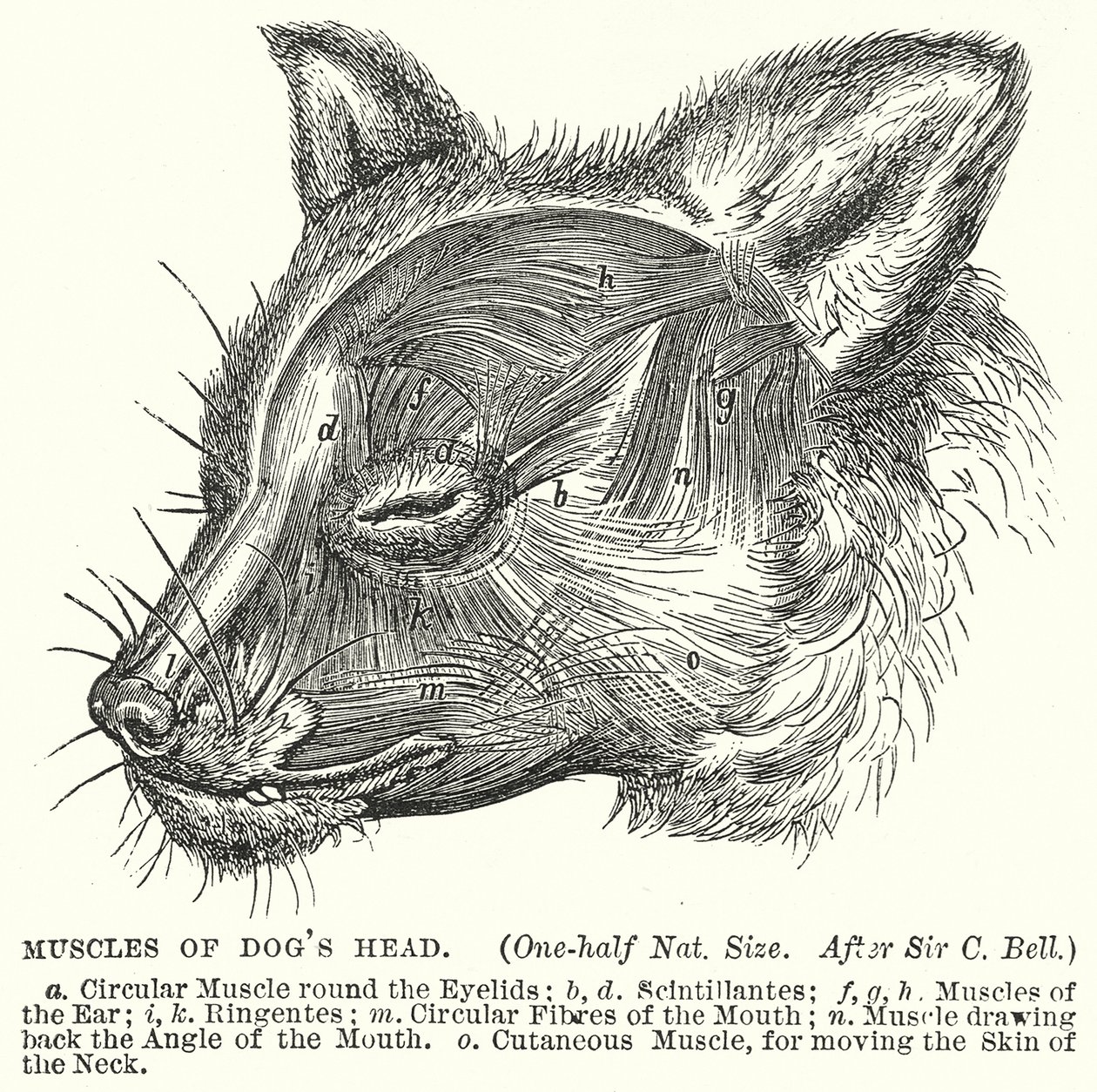  द्वारा अंग्रेजी स्कूल