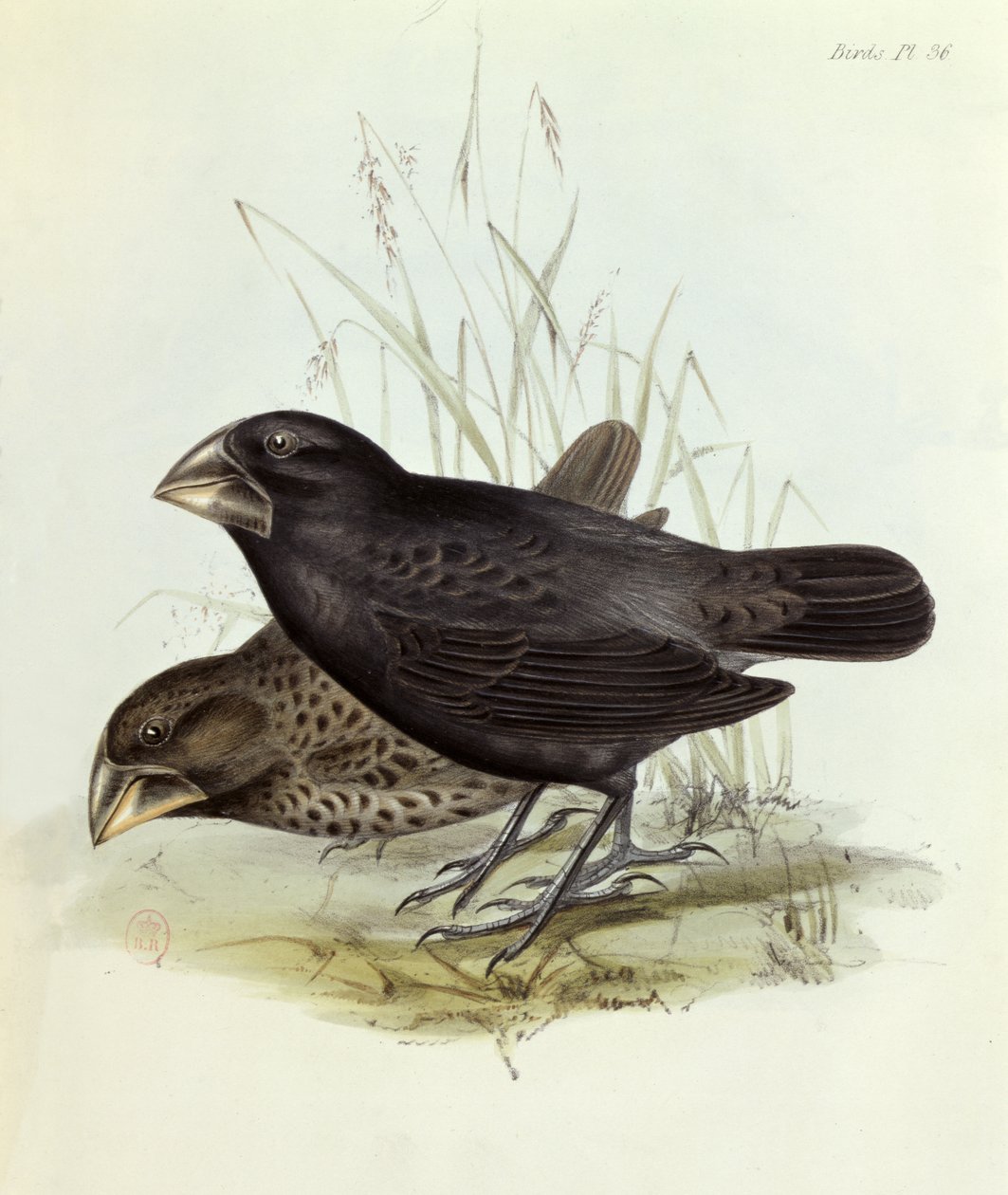 चार्ल्स डार्विन (1809-92), 1840 लंदन द्वारा एचएमएस बीगल 1832-36 की यात्रा के जूलॉजी से जियोसिज़ा मैग्नीरोस्ट्रिस की जोड़ी द्वारा अंग्रेजी स्कूल