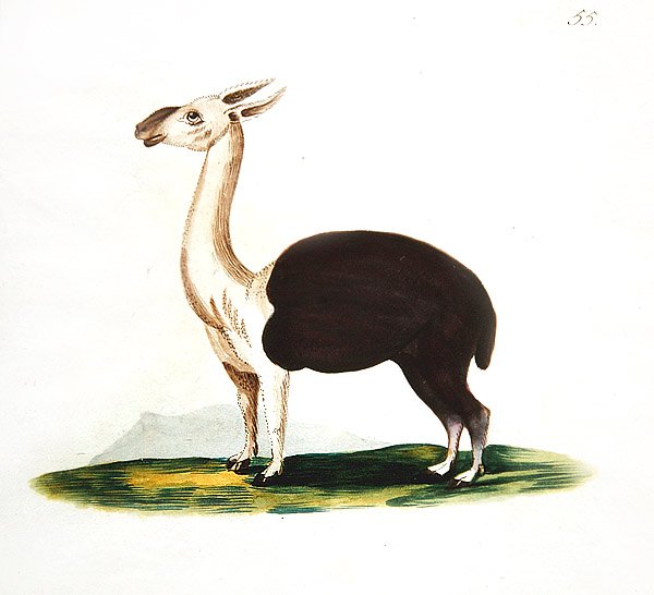 पेरू गुआनाको, c.1810 (कागज पर पानी के रंग का) द्वारा अंग्रेजी स्कूल
