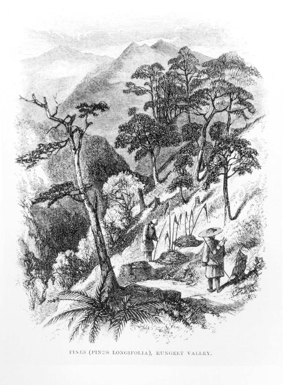 हिमालय के रुंगेल्ट घाटी में देवदार के पेड़, 1854 से हिमालय पत्रिकाओं से द्वारा अंग्रेजी स्कूल