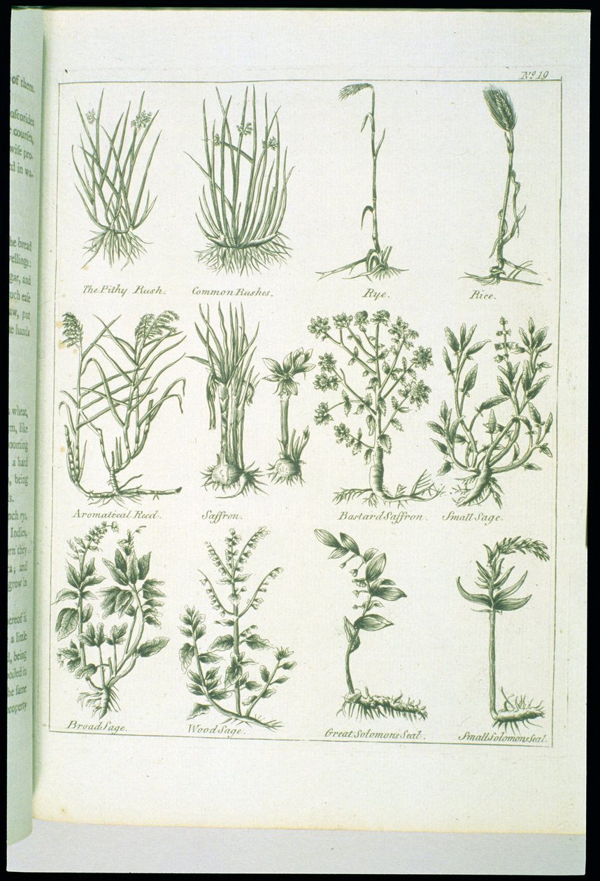 कुलपर्स इंग्लिश फिजिशियन और कम्पलीट हर्बल से पौधे, 1790 प्रकाशित द्वारा अंग्रेजी स्कूल