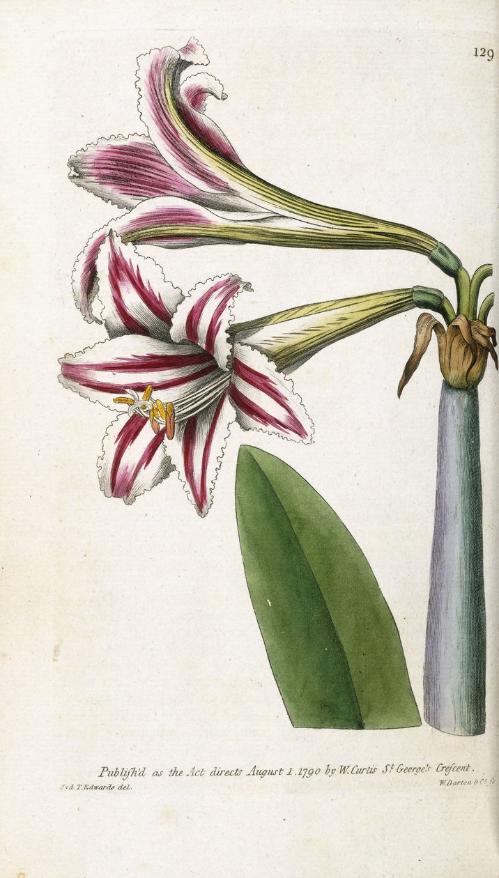 लाल और सफेद धारीदार लिली, 1799-1810 द्वारा अंग्रेजी स्कूल