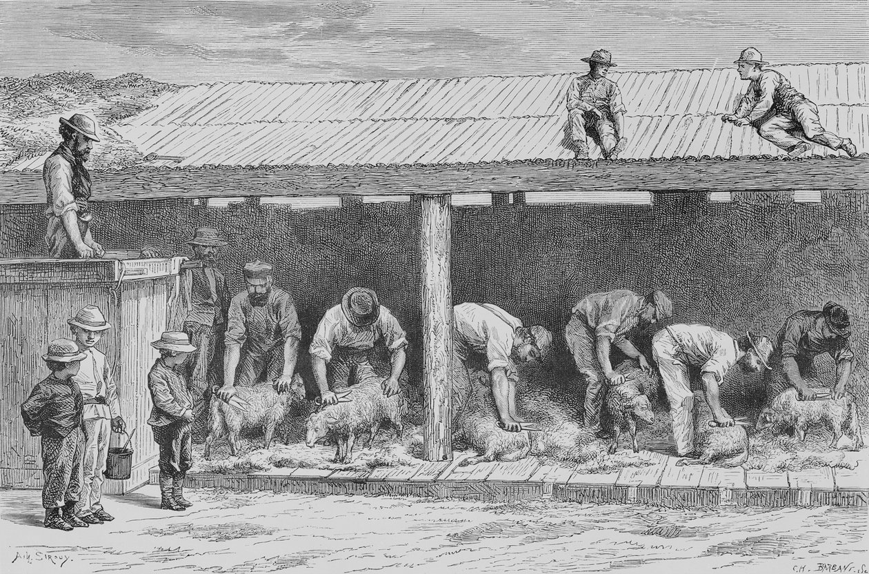 भेड़ कर्तन, c.1880, हावर्ड विलोबी द्वारा &39;ऑस्ट्रेलियन पिक्चर्स&39; से, धार्मिक ट्रैक्ट सोसायटी, लंदन, 1886 द्वारा प्रकाशित द्वारा अंग्रेजी स्कूल