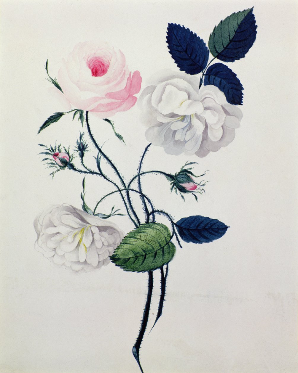 सफेद और गुलाबी गुलाब का अध्ययन, c.1820 (कागज पर पानी के रंग का) द्वारा अंग्रेजी स्कूल