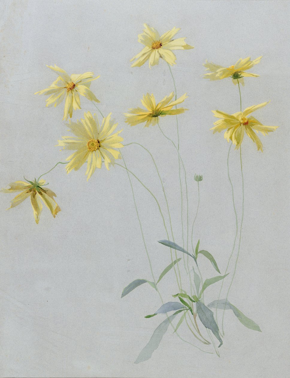 पीले रंग की Daisies, वॉलपेपर के लिए एक डिजाइन का अध्ययन (wc और कागज पर gouache) द्वारा अंग्रेजी स्कूल