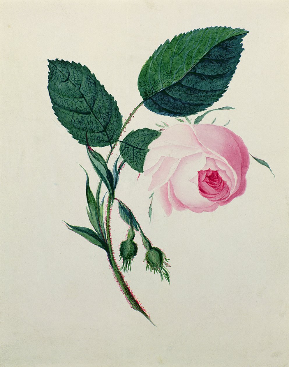 गुलाबी गुलाब का अध्ययन, c.1820 (कागज पर wc) द्वारा अंग्रेजी स्कूल
