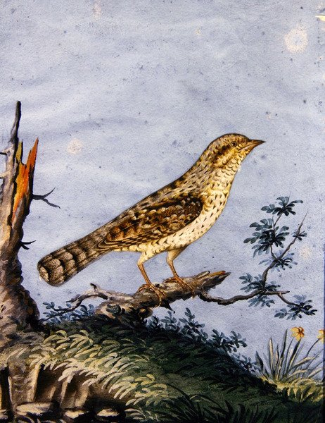 एक पक्षी का अध्ययन, c.1800 (कागज पर गौचे) द्वारा अंग्रेजी स्कूल