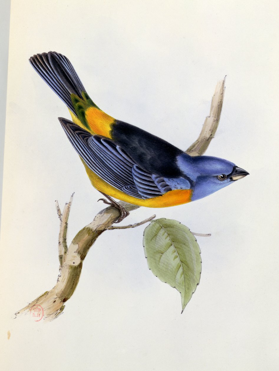 तानाग्रा दारविनी, चार्ल्स डार्विन (1809-92), 1840 में एचएमएस बीगल 1832-36 के द जूलॉजी से प्लेट 34 द्वारा अंग्रेजी स्कूल