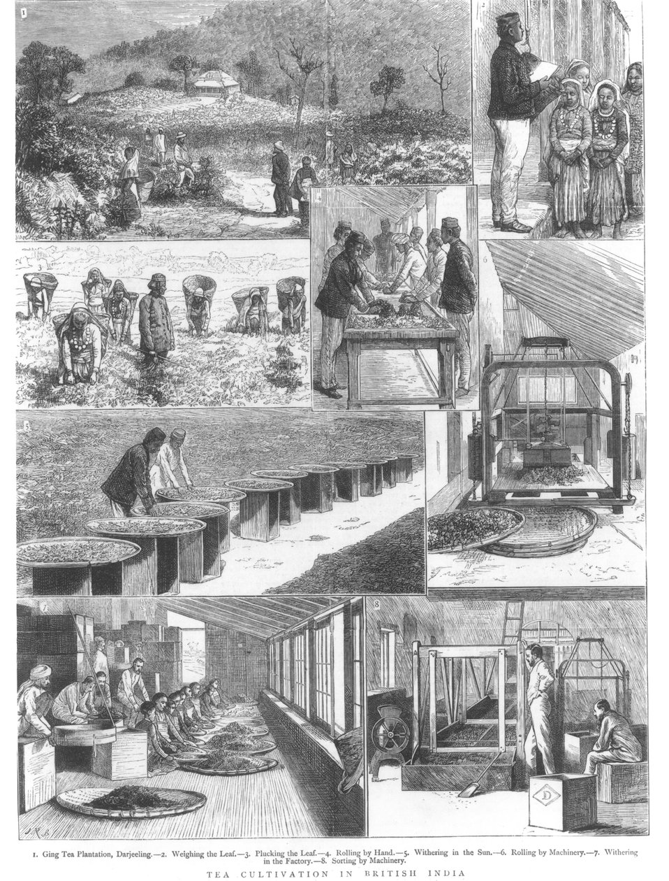 ब्रिटिश भारत में चाय की खेती, 1876 द्वारा अंग्रेजी स्कूल
