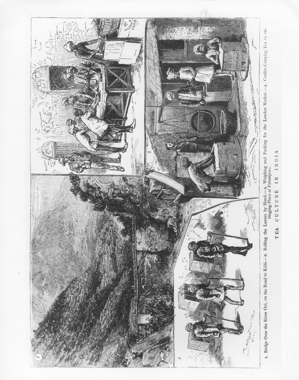 भारत में चाय संस्कृति, 1883 द्वारा अंग्रेजी स्कूल