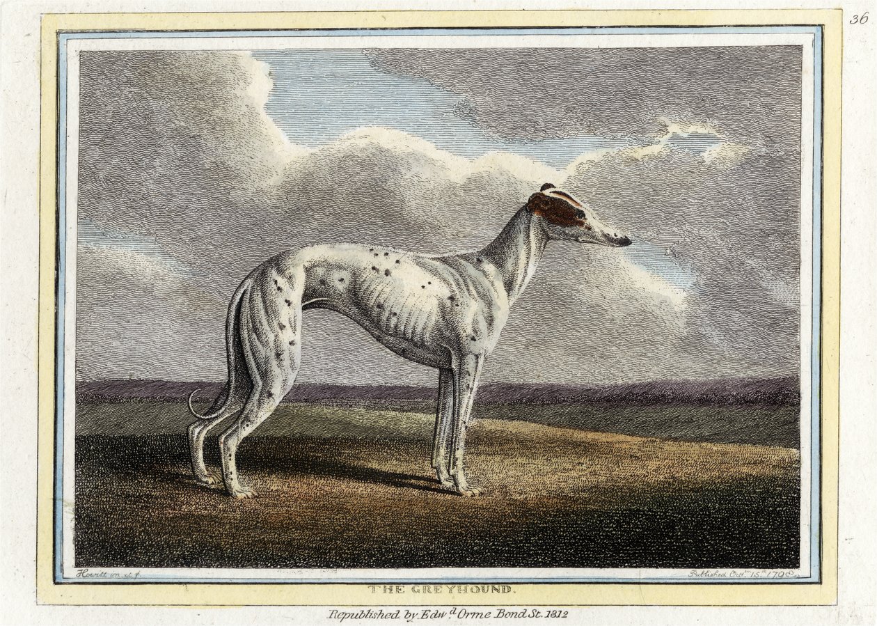 ग्रेहाउंड, पब। 1812 (हाथ के रंग का उत्कीर्णन) द्वारा अंग्रेजी स्कूल