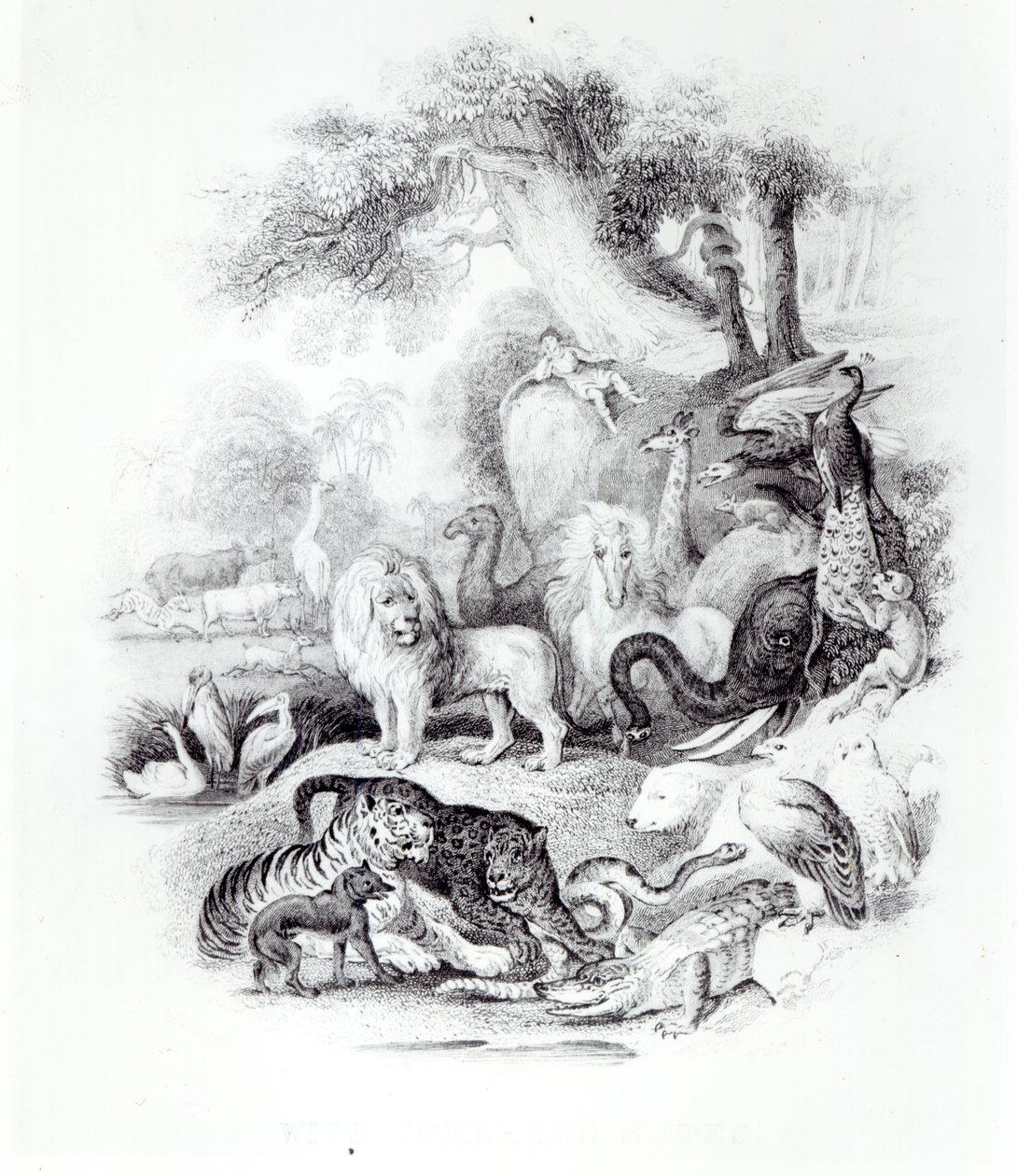 ऑलिवर गोल्डस्मिथ, लंदन, 1840 द्वारा &39;ए हिस्ट्री ऑफ़ द अर्थ एंड एनिमेटेड नेचर&39; से जंगली जानवर द्वारा अंग्रेजी स्कूल