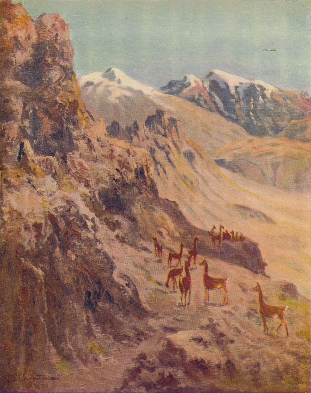 गुआनाको, 1916 द्वारा अर्नेस्ट विलियम क्रिसमस