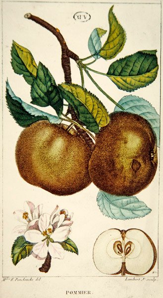 सेब का पेड़, लैम्बर्ट द्वारा उकेरा गया, c.1820 (रंगीन उत्कीर्णन) द्वारा अर्नेस्टाइन (बाद में) पैनकॉके