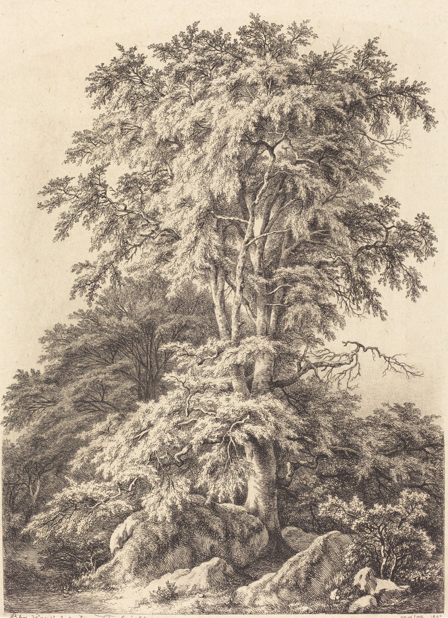 बीच ग्रोव, 1840। द्वारा यूजीन ब्लेरी