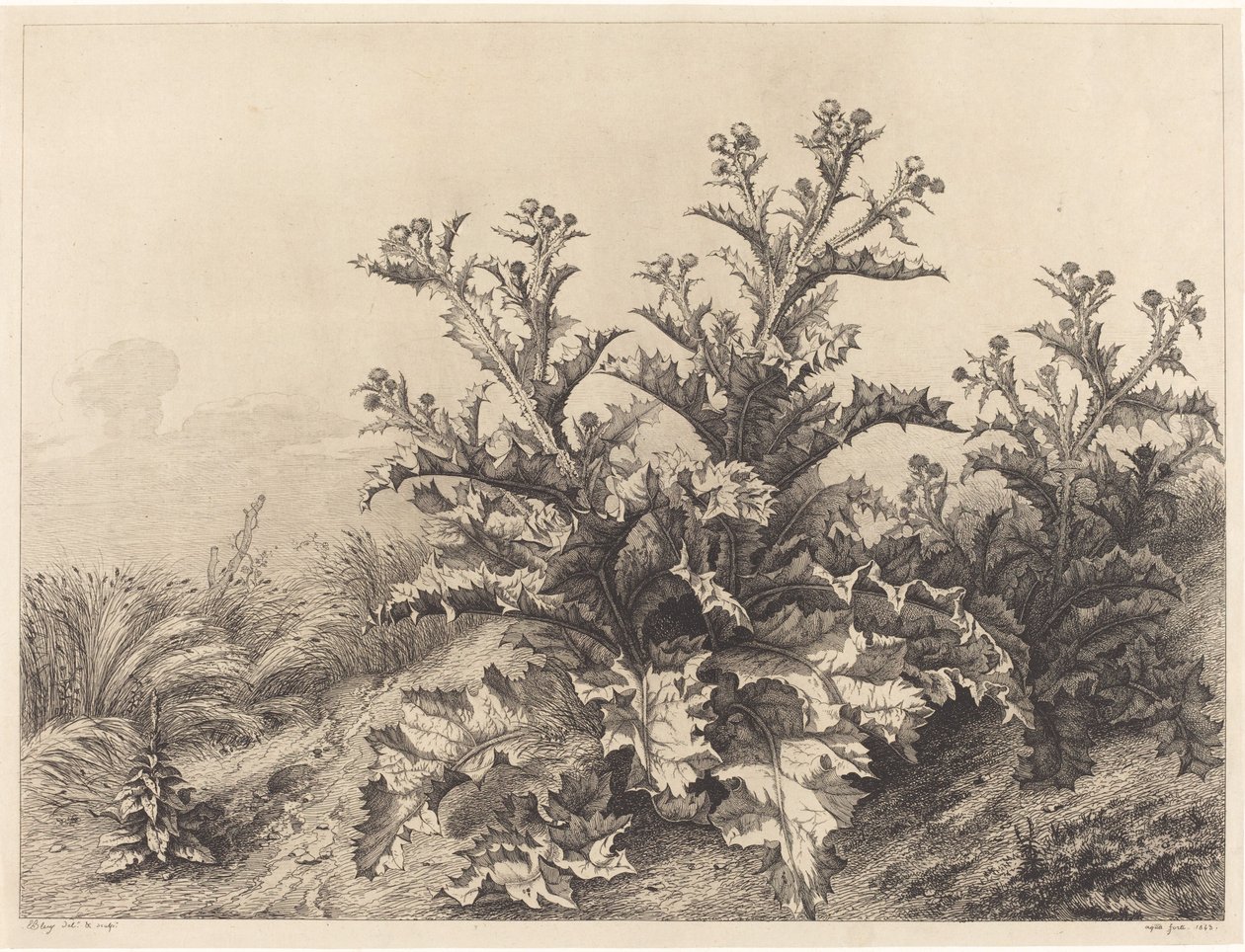 लार्ज थीस्ल, 1843। द्वारा यूजीन ब्लेरी