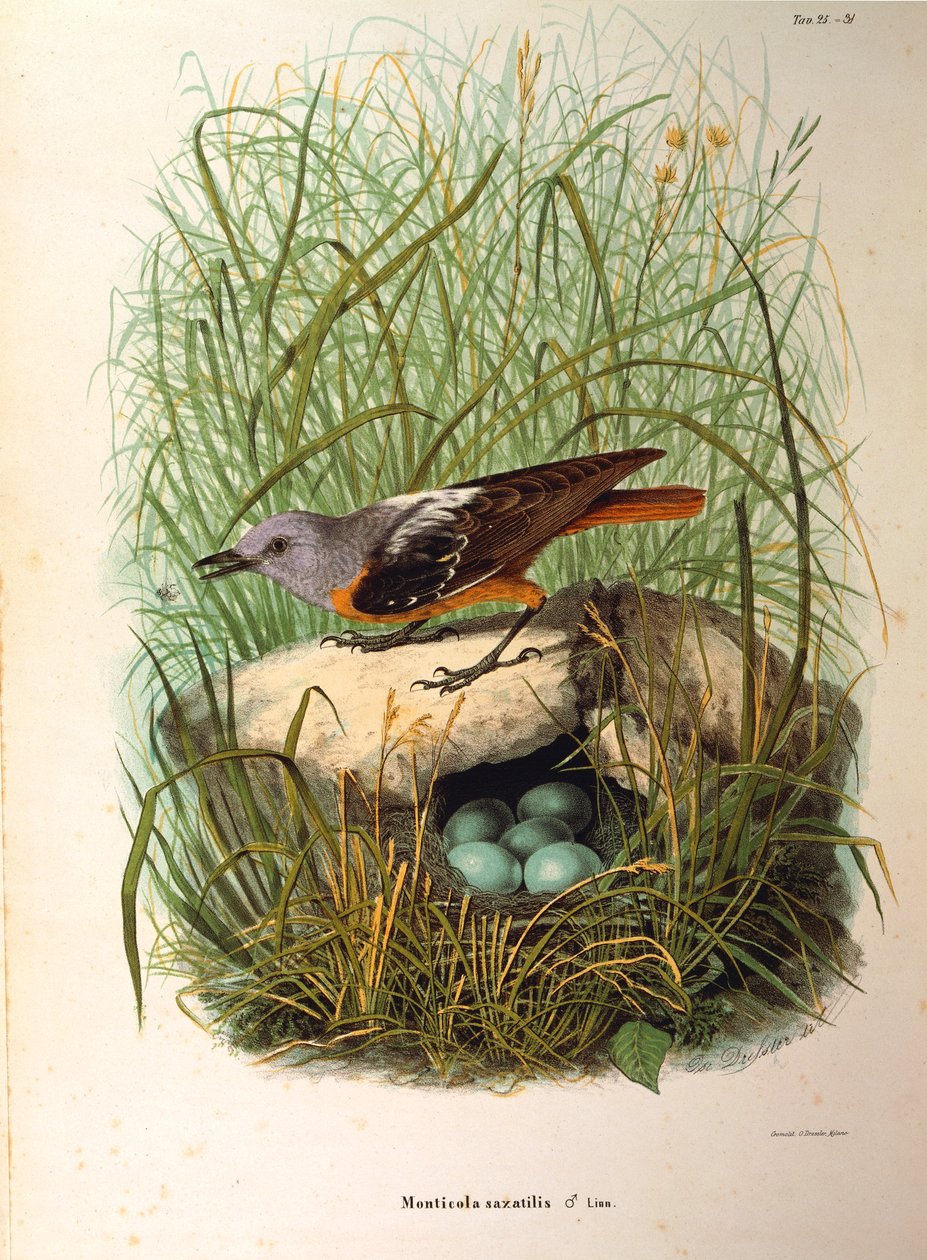 ऑस्कर ड्रेसलर द्वारा यूजेनियो बेटोनी के "नेचुरल हिस्ट्री ऑफ़ बर्ड्स दैट नेस्ट इन लोम्बार्डी" का चित्रण रॉक थ्रश मोंटिकोला सैक्सैटिलिस फीमेल बाय नेस्ट का प्रतिनिधित्व करता है द्वारा यूजेनियो बेटोनी, ऑस्कर ड्रेसलर