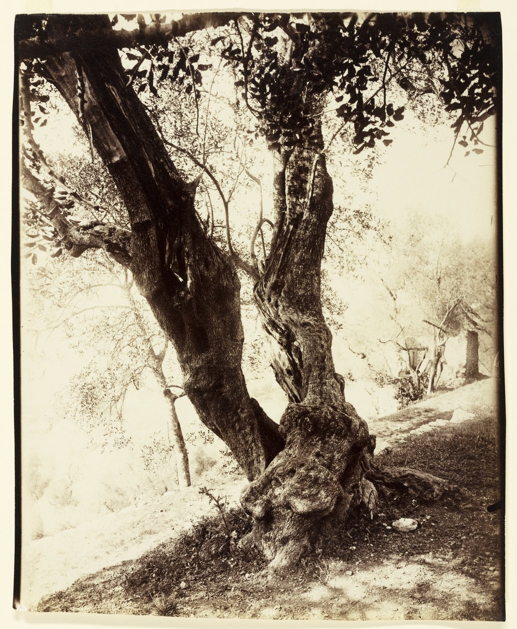 ओलिवियर, नीस, सी। 1900 द्वारा यूजेन एटगेट