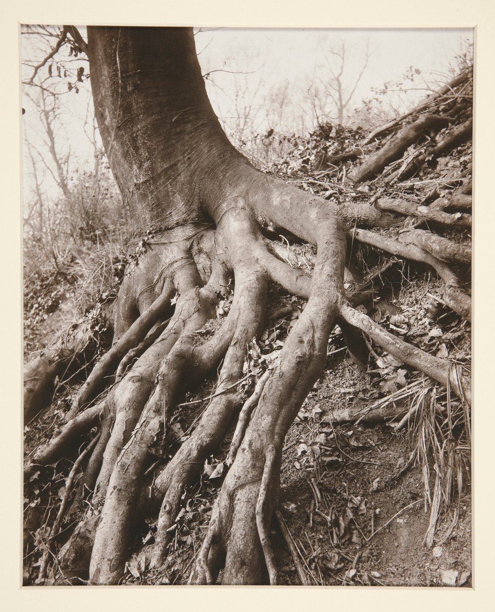  द्वारा यूजेन एटगेट
