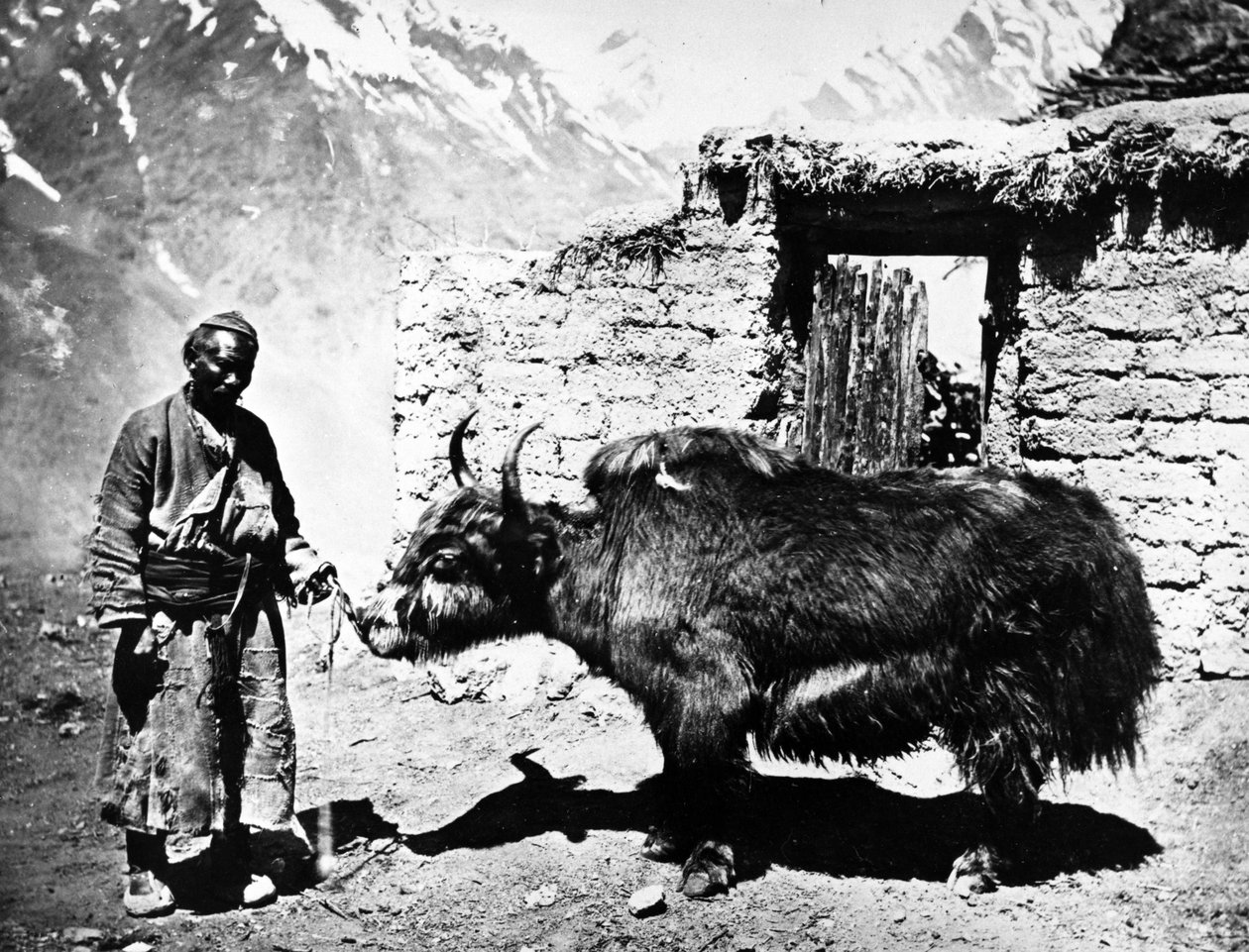 लद्दाखी याक, c.1860-80 द्वारा यूरोपीय फोटोग्राफर