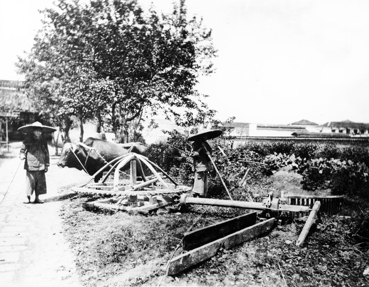 ऑक्स-ड्रिव्ड इरिगेशन, चीन, c.1870-80 द्वारा यूरोपीय फोटोग्राफर