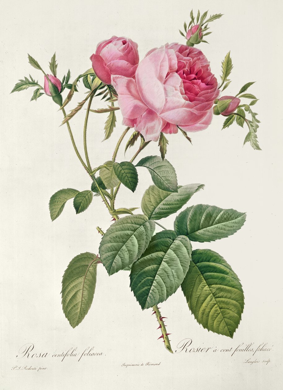 थोरी, लेस रोजेज, रोजा सेंटिफोलिया फोलियाका (लिथोग्राफ) द्वारा Eustache Hyacinthe Langlois