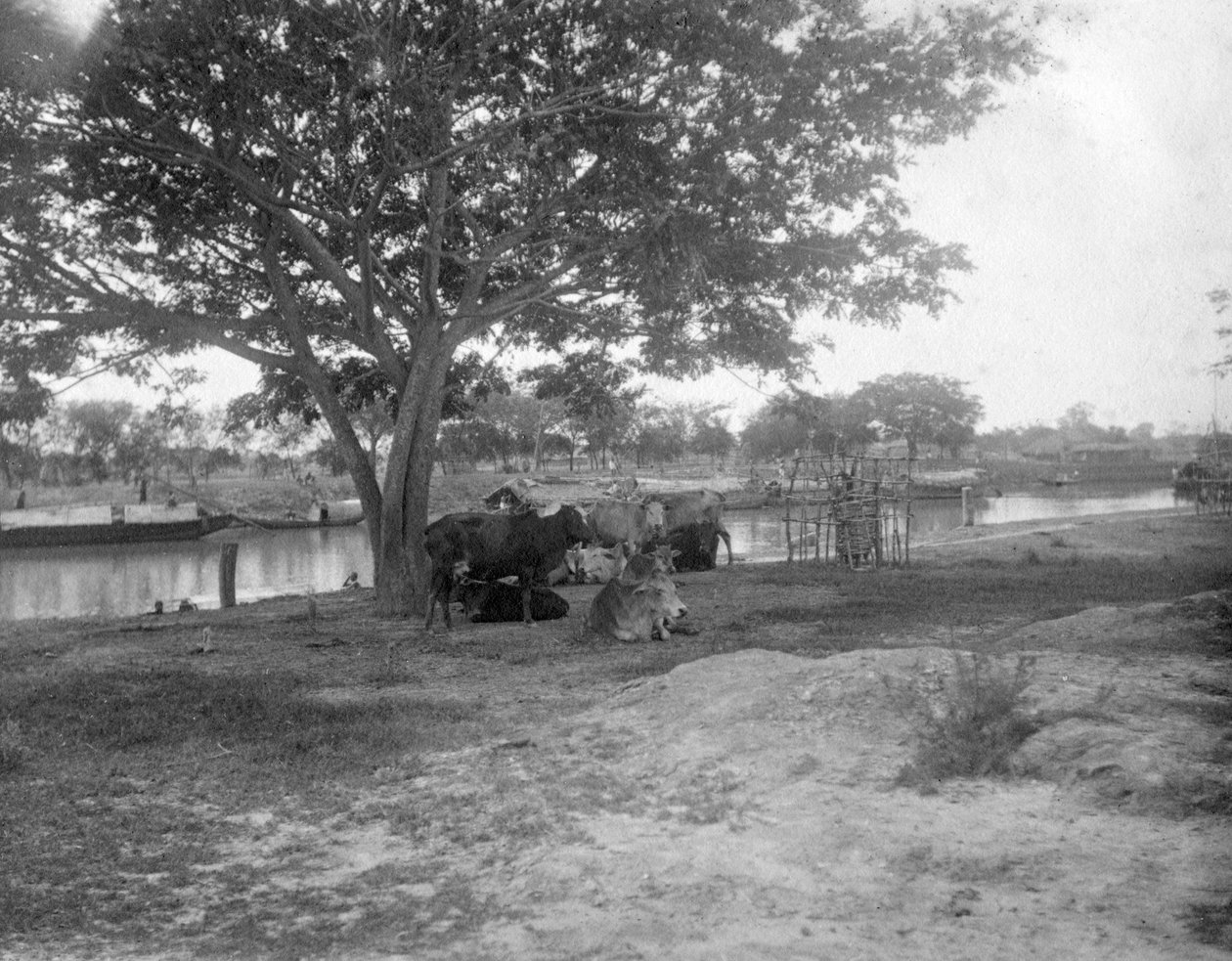 मवेशी, अलीपुर, भारत, 1905-1906 द्वारा FL पीटर्स
