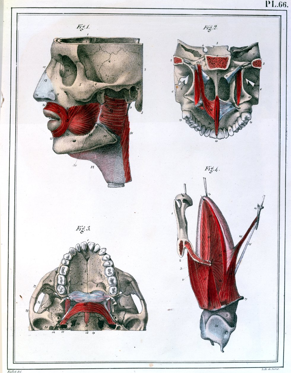 जूल्स क्लॉक्वेट (1790-1883) 1825 द्वारा &39;मैनुअल डी एनटॉमी डिस्क्रिप्टिव डू कॉर्प्स ह्यूमेन&39; से गले और जबड़े की शारीरिक रचना। द्वारा Feillet